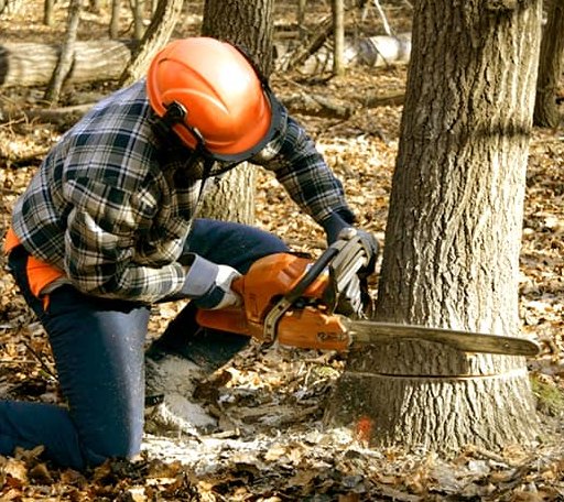 Tree Removal in Biscoe, NC